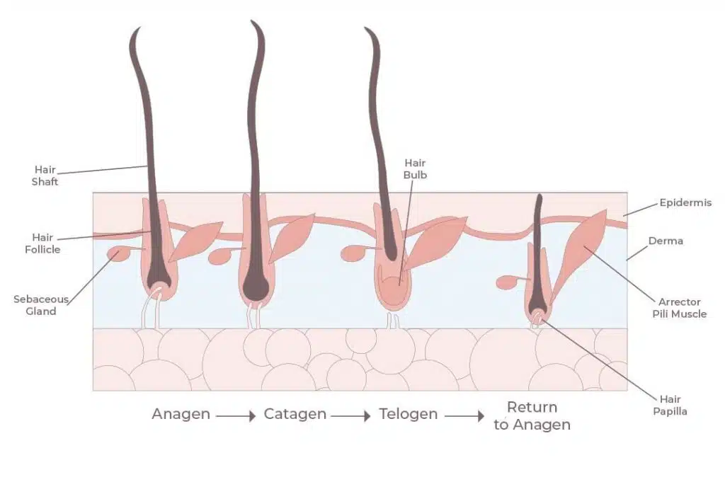 hair growth cycle