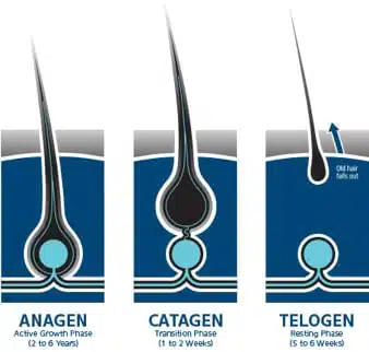 Hair Growth Phases